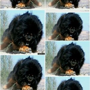 Meet your Posher, Armando